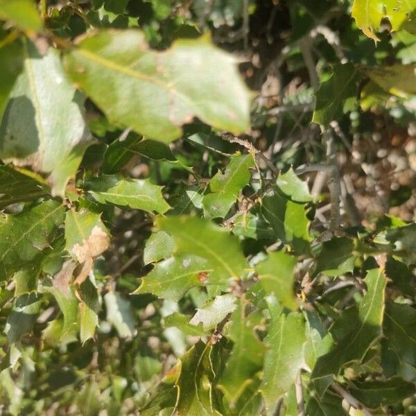 Kermes oak (Quercus coccifera)