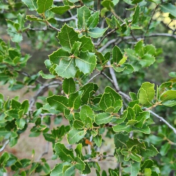 Kermes oak (Quercus coccifera)