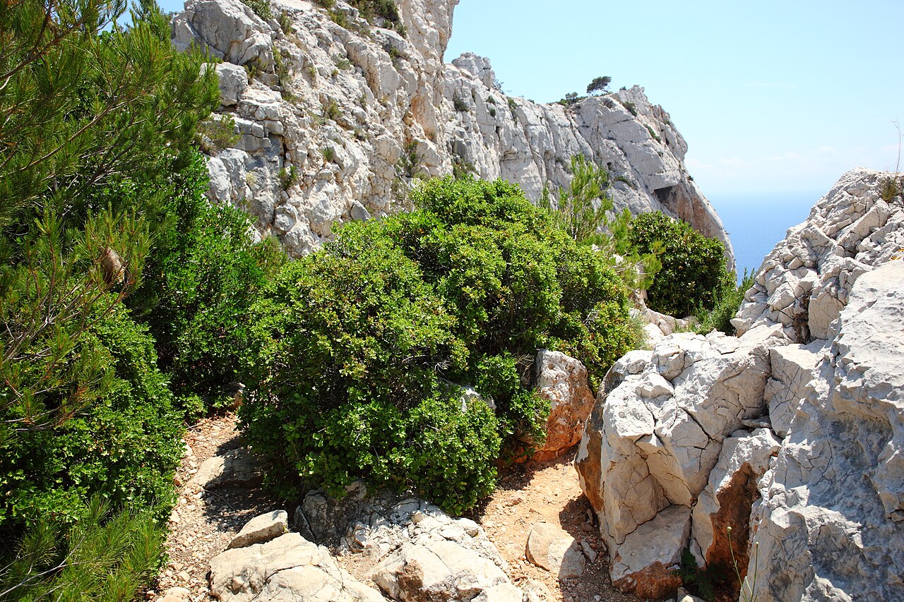 Kermes oak: Stech-Eiche Quercus coccifera in den Calanques , typischer Habitus.