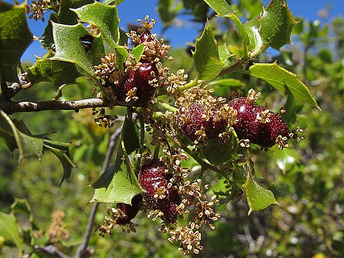 Kermes oak: Amentos masculinos con Plagiotrochus quercusilicis "fusifex" El himenóptero puede ovipositar en los amentos o inflorescencias masculinas de la coscoja que, al t