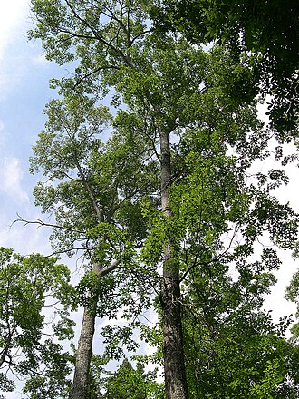 Scarlet oak: June 16, 2005