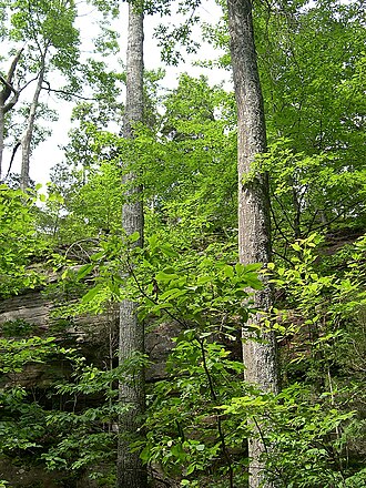 Scarlet oak: June 16, 2005