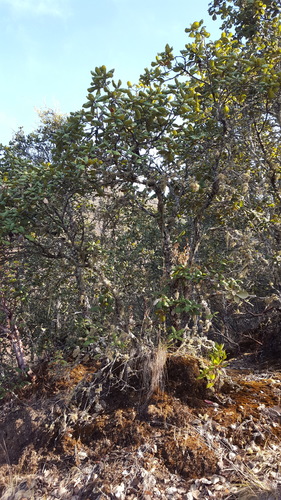 Quercus conzattii (Quercus conzattii)