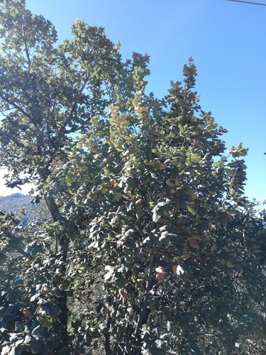 Quercus conzattii (Quercus conzattii)