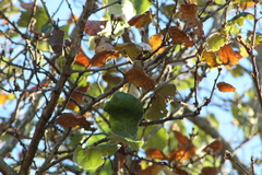 Quercus conzattii (Quercus conzattii)