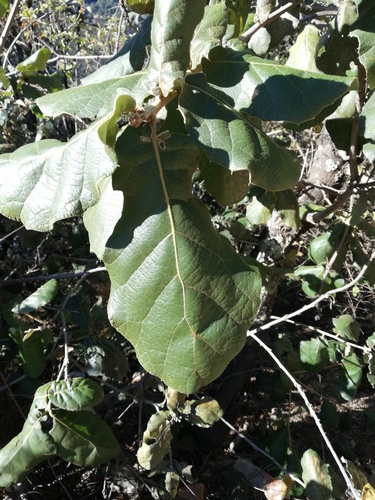 Quercus conzattii (Quercus conzattii)