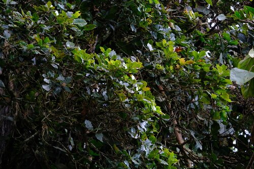 Quercus copeyensis: Quercus copeyensis from Costa Rica