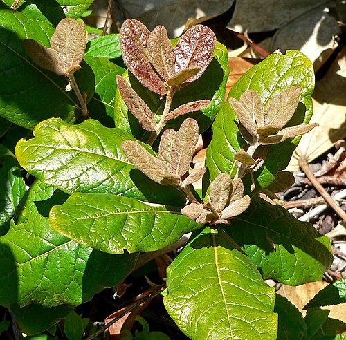Quercus costaricensis: Quercus costaricensis at the University of California Botanical Garden , Berkeley, California