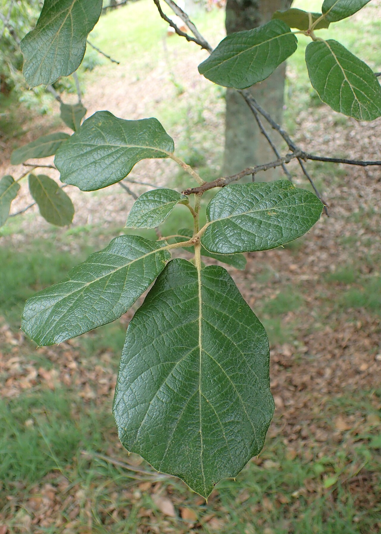 Leather leaf Mexican oak: Quercus crassifolia in Hackfalls Arboretum, Hawkes's Bay