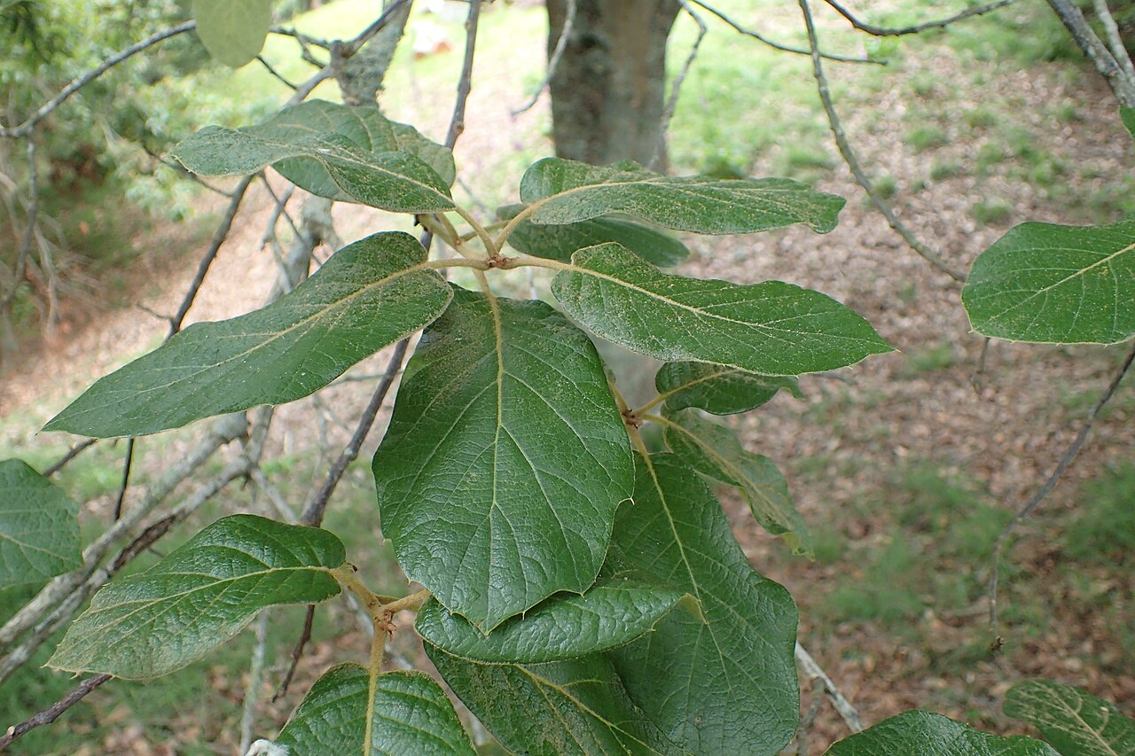 Leather leaf Mexican oak: Quercus crassifolia in Hackfalls Arboretum, Hawkes's Bay