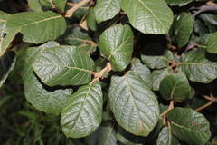 Leather leaf Mexican oak (Quercus crassifolia)