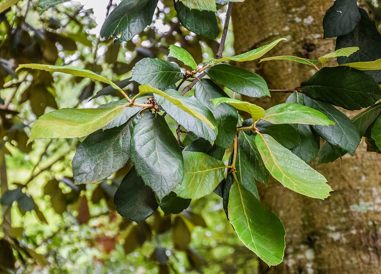 Leather leaf Mexican oak: Quercus crassifolia in Hackfalls Arboretum, Gisborne Region, New Zealand