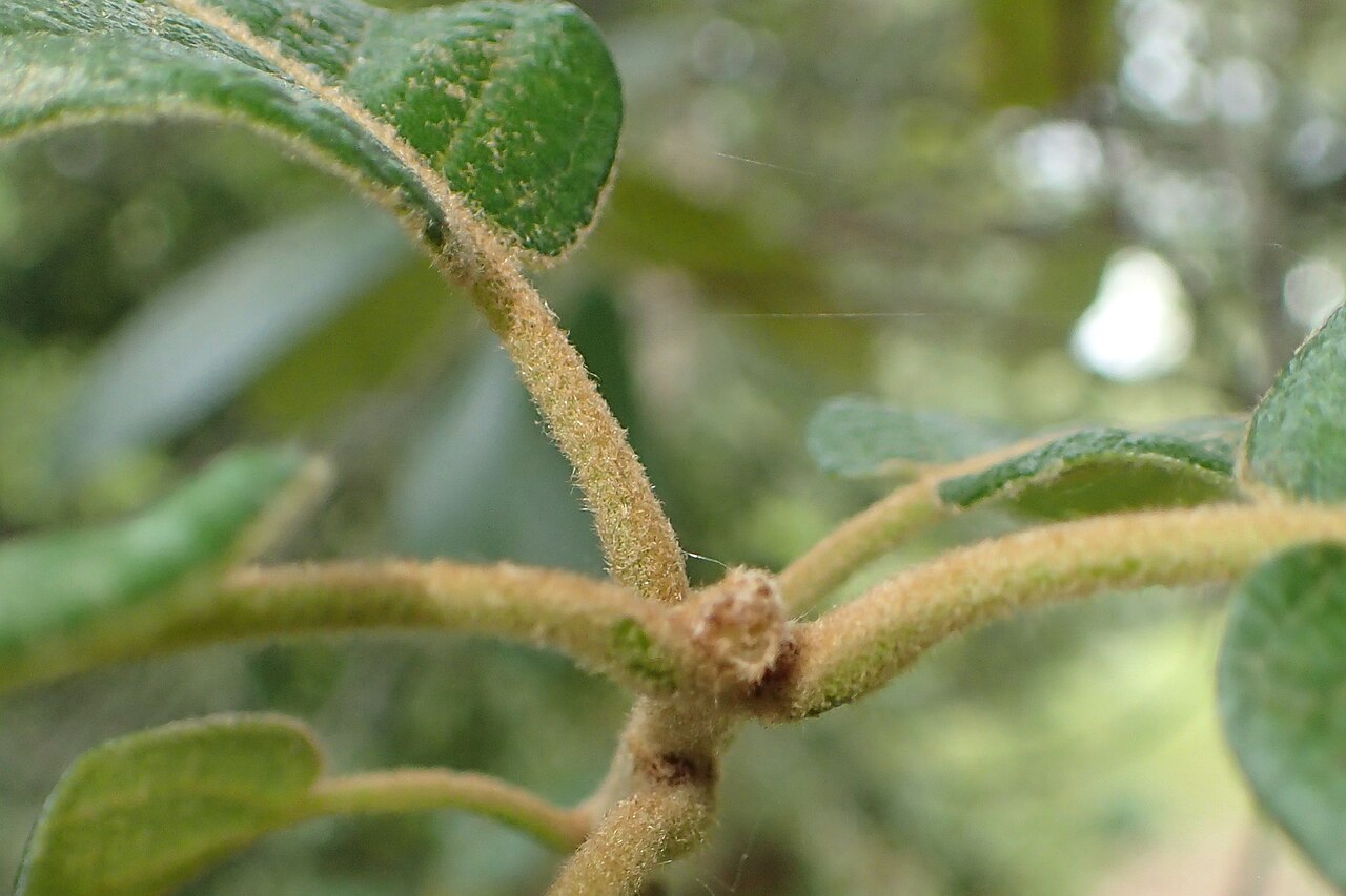 Leather leaf Mexican oak: Quercus crassifolia in Hackfalls Arboretum, Hawkes's Bay