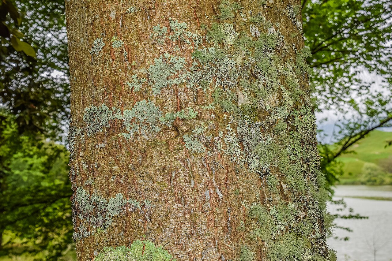Leather leaf Mexican oak: Quercus crassifolia in Hackfalls Arboretum, Gisborne Region, New Zealand