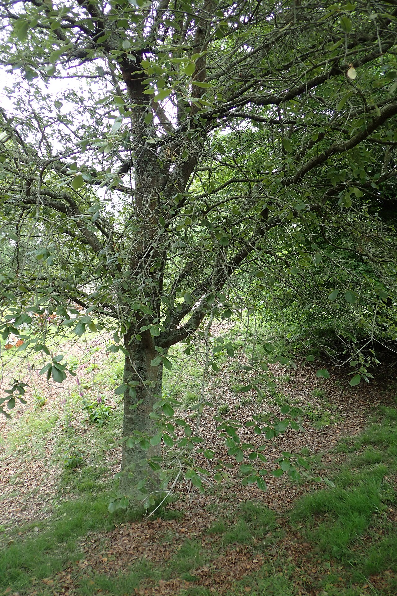 Leather leaf Mexican oak: Quercus crassifolia in Hackfalls Arboretum, Hawkes's Bay