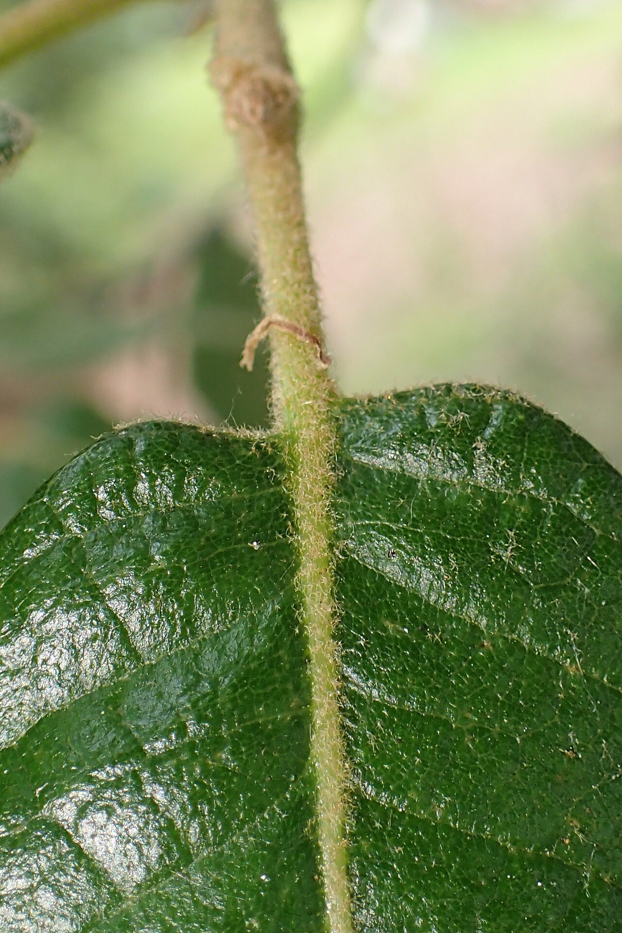 Leather leaf Mexican oak: Quercus crassifolia in Hackfalls Arboretum, Hawkes's Bay