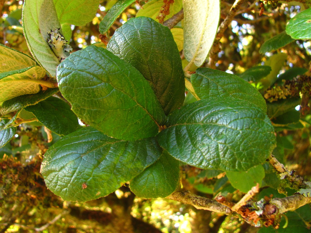 Leather leaf Mexican oak (Quercus crassifolia)
