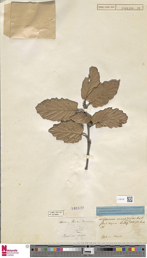 Leather leaf Mexican oak: Quercus splendens Nees var. pallidior DC. (type of) - Quercus crassifolia Humb. and Bonpl.