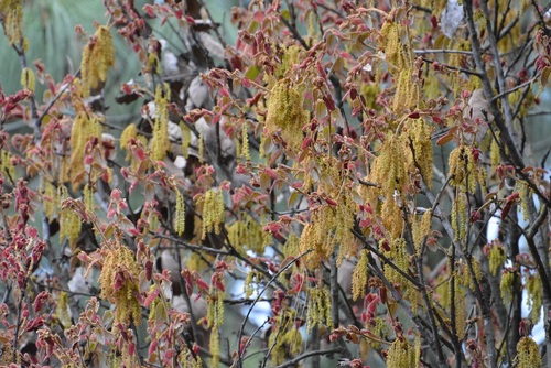 Leather leaf Mexican oak (Quercus crassifolia)