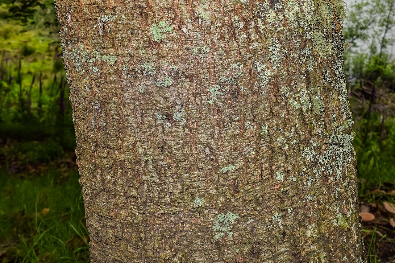 Leather leaf Mexican oak: Quercus crassifolia in Hackfalls Arboretum, Gisborne Region, New Zealand