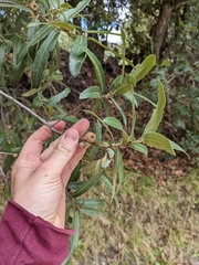 Quercus crassipes (Quercus crassipes)