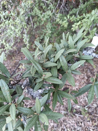 Quercus crassipes (Quercus crassipes)