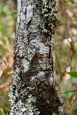 Quercus crispifolia: Quercus crispifolia in Mexico