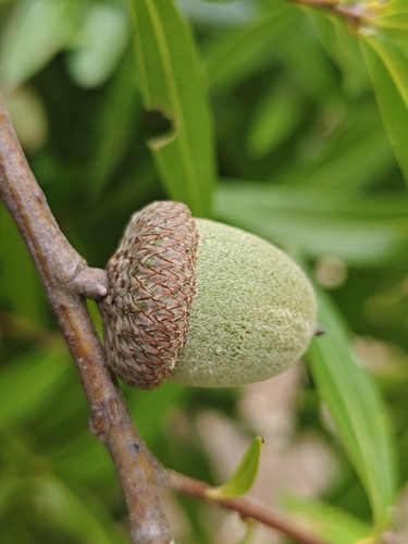 Quercus cualensis (Quercus cualensis)