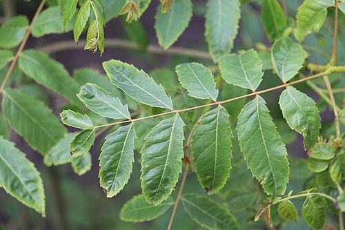 Daimyo oak: Quercus dentata, Hortus botanicus Leiden, Netherlands