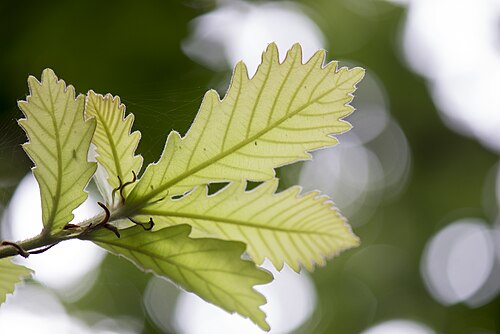 Daimyo oak: _ESJ1202 Quercus dentata