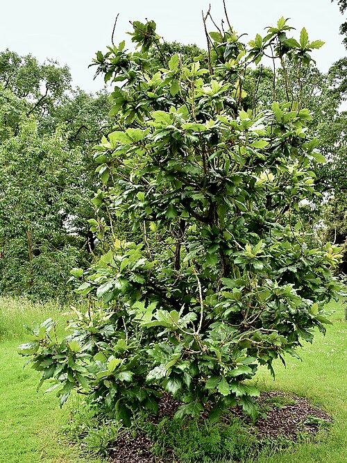 Daimyo oak: Quercus dentata JAPANESE EMPEROR OAK. Royal Botanic Gardens, Kew.