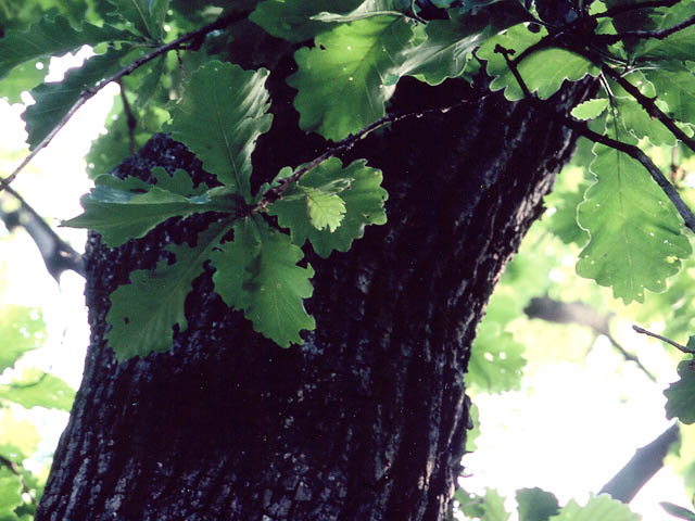 Daimyo oak: Quercus dentata una espesie de roble. Sus hojas se usan para envolver dulces "Kashiwa-Mochi". foto por usario Inti-sol en Tokyo, mayo de 2006. カシワの幹と葉。2006年5月、東
