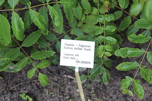 Daimyo oak: Quercus dentata, Hortus botanicus Leiden, Netherlands