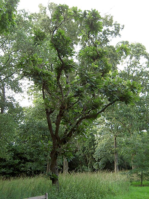 Daimyo oak: Quercus dentata Kew Gardens 8th July 2007