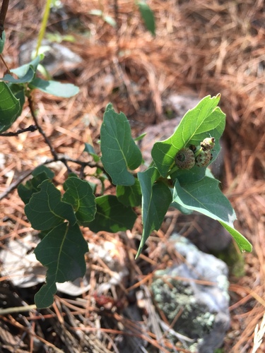 Davis Mountain oak: Fruiting structure of Quercus depressipes from Mexico