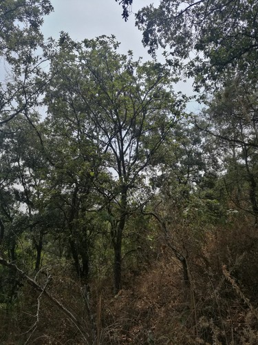 Quercus deserticola (Quercus deserticola)