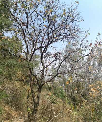Quercus deserticola (Quercus deserticola)