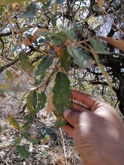 Quercus deserticola (Quercus deserticola)
