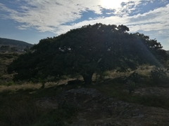 Quercus deserticola (Quercus deserticola)