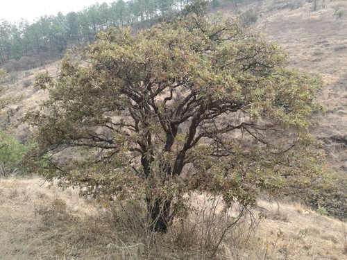Quercus deserticola (Quercus deserticola)