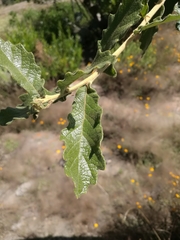 Quercus deserticola (Quercus deserticola)