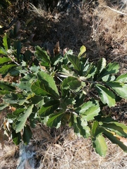 Quercus deserticola (Quercus deserticola)