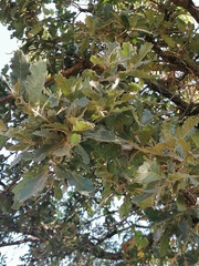 Quercus deserticola (Quercus deserticola)