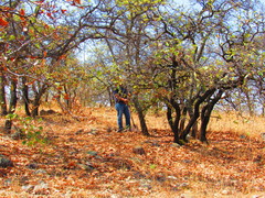 Quercus deserticola (Quercus deserticola)