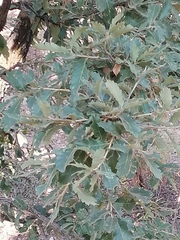 Quercus deserticola (Quercus deserticola)
