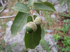 Quercus deserticola (Quercus deserticola)