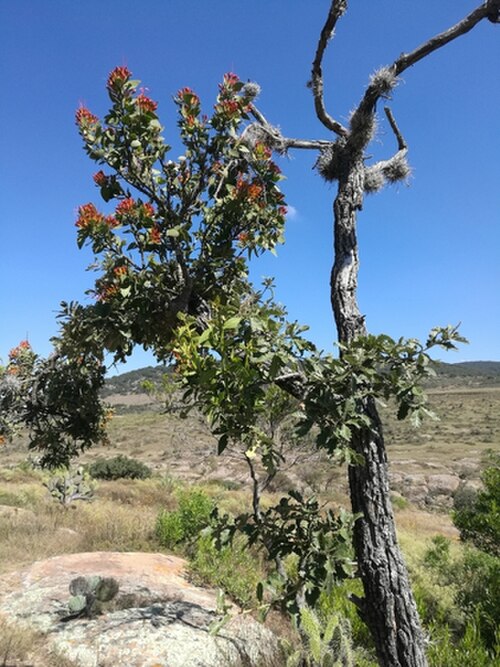 Quercus deserticola: Fruiting structure of Quercus deserticola from Mexico
