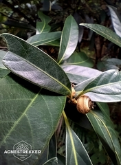 Quercus dinghuensis (Quercus dinghuensis)