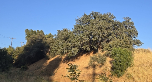 Blue oak (Quercus douglasii)