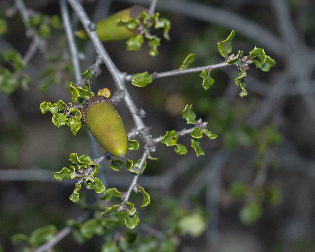 Coastal sage scrub oak: The acorn and twigs of Quercus dumosa. San Diego, California.
